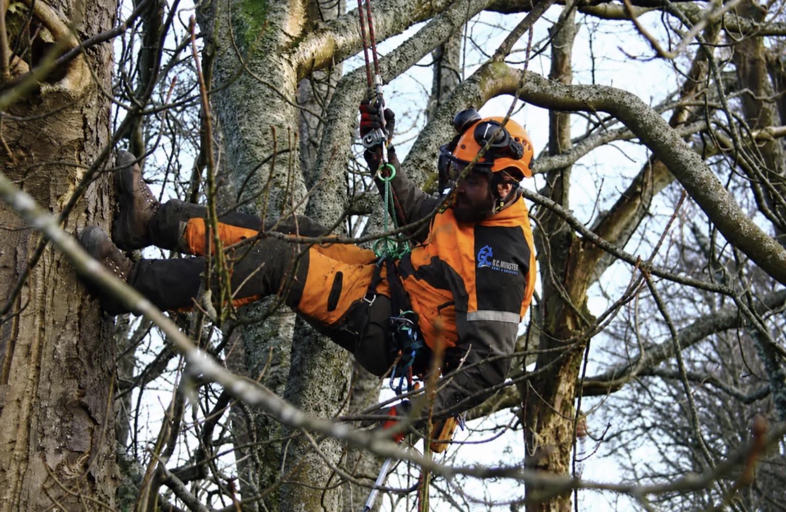 Professional arborist working safely among mature tree branches