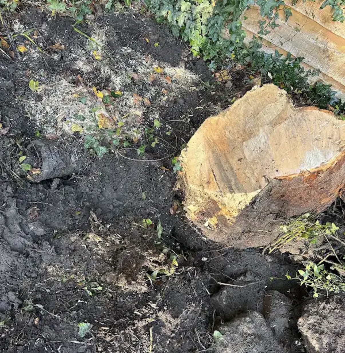 Large tree stump after controlled tree removal